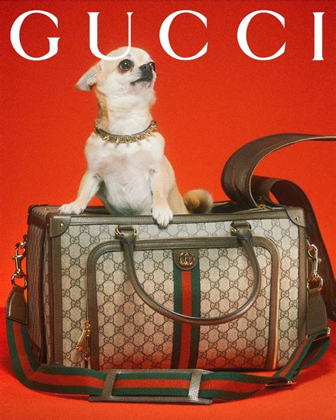 zieke gucci petje|gucci pet collection.